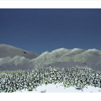 Hoar Frost